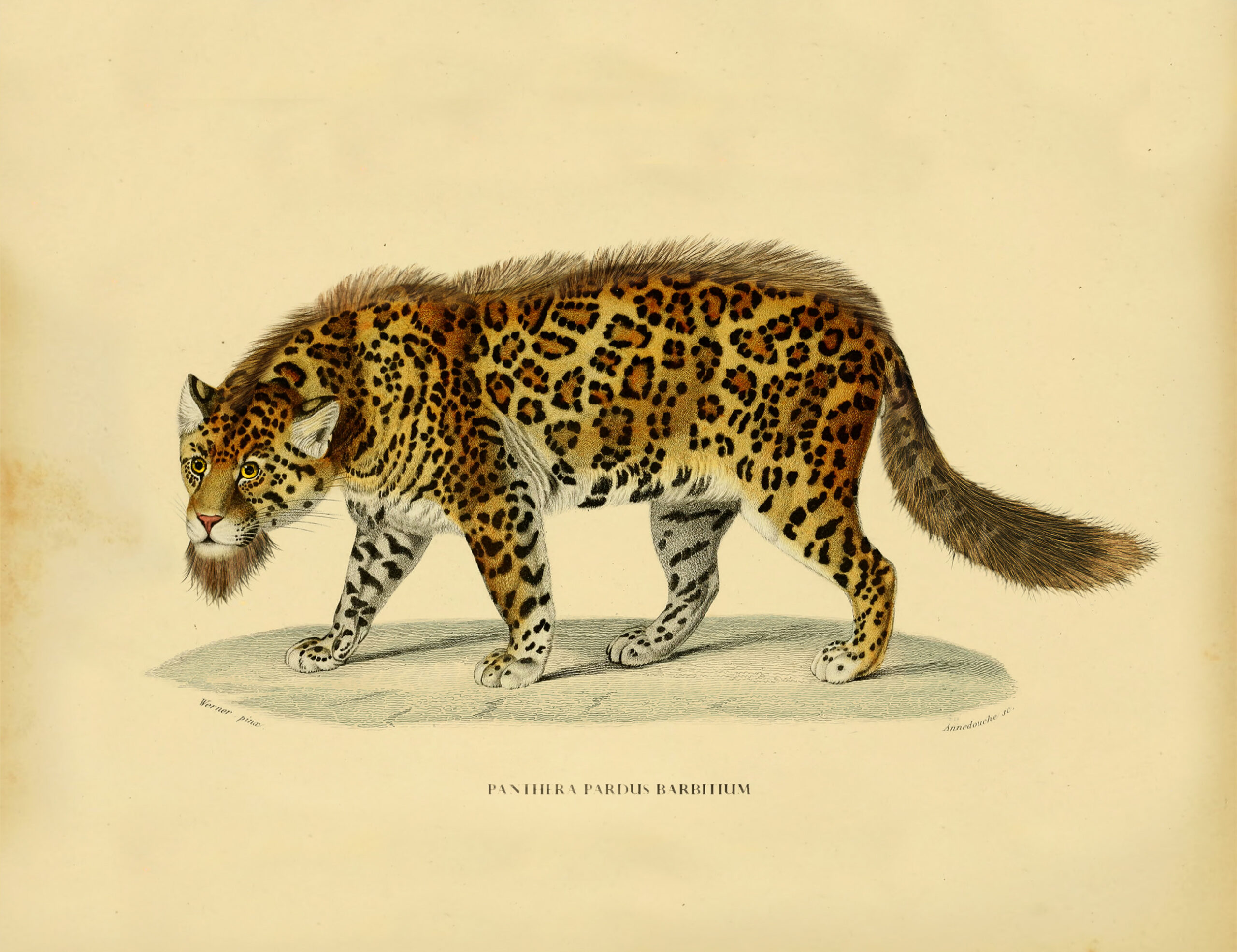 Arte Bearded Leopard Wallpaper