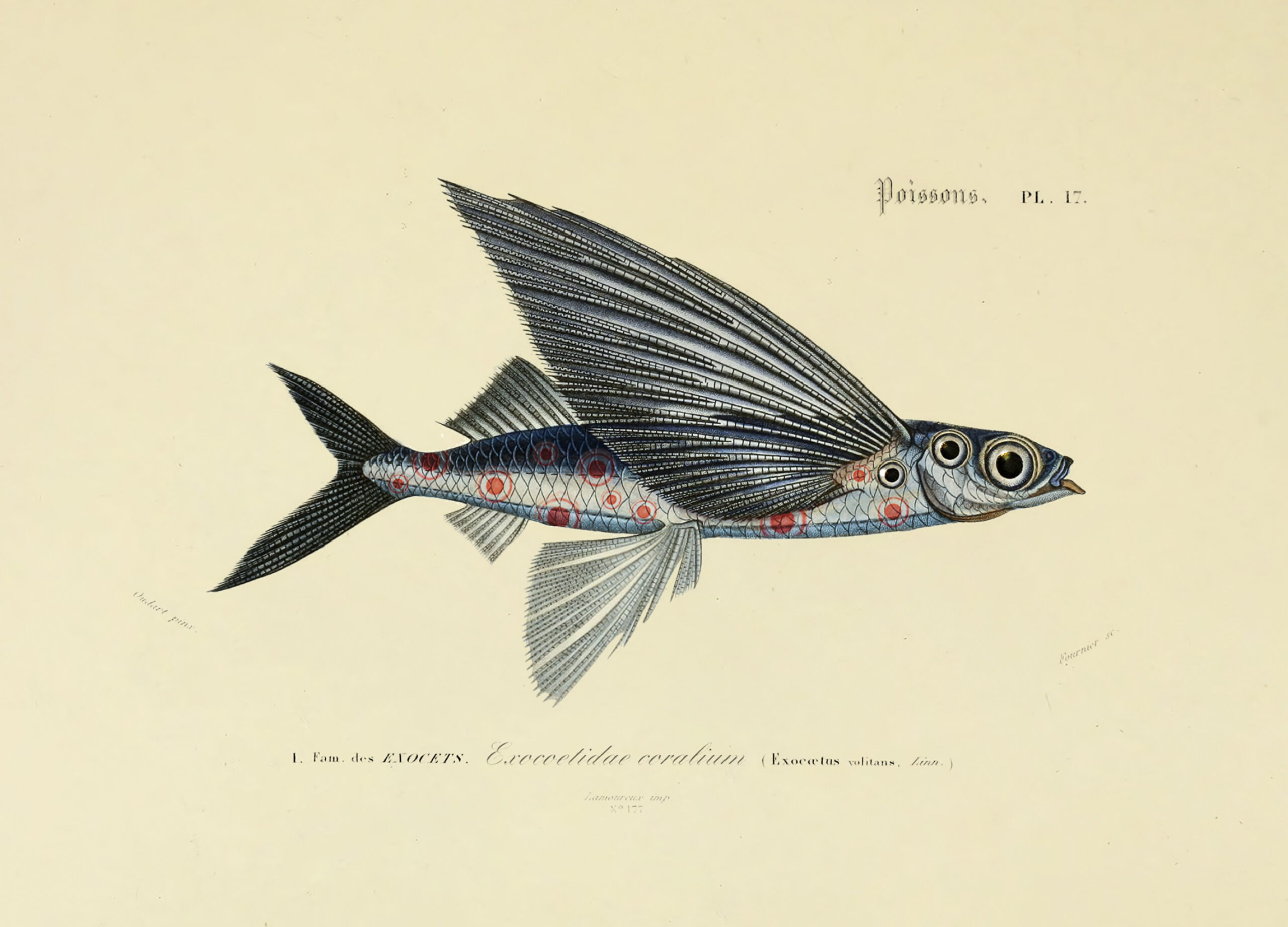 Arte Flying Coral Fish Wallpaper