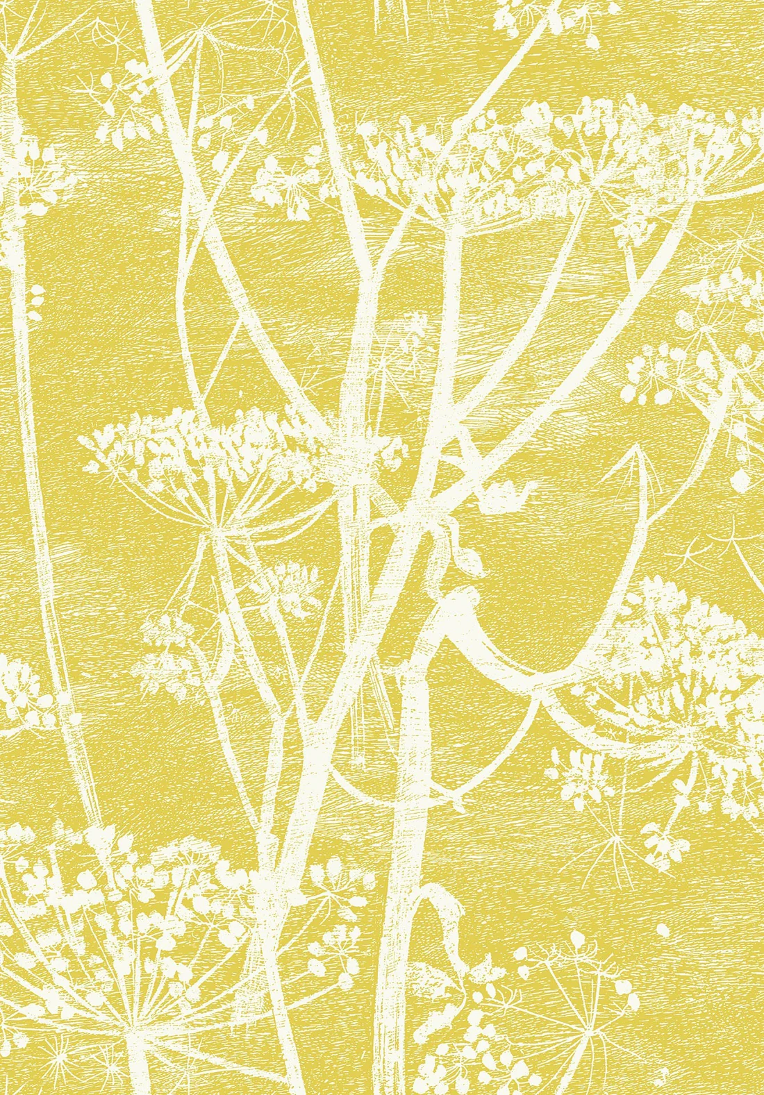 Cole & Son Cow Parsley Wallpaper