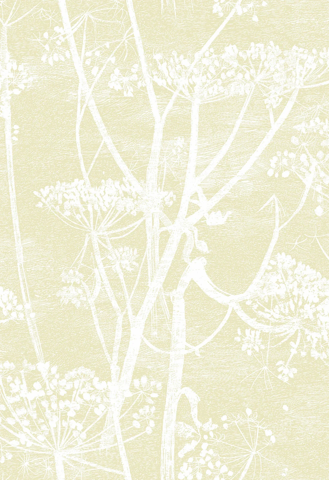 Cole & Son Cow Parsley Wallpaper